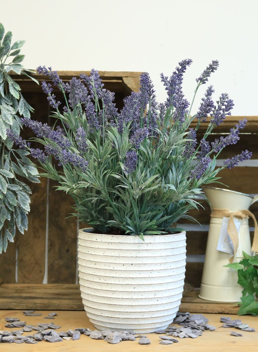 Lavender In Lined Pot (Large)